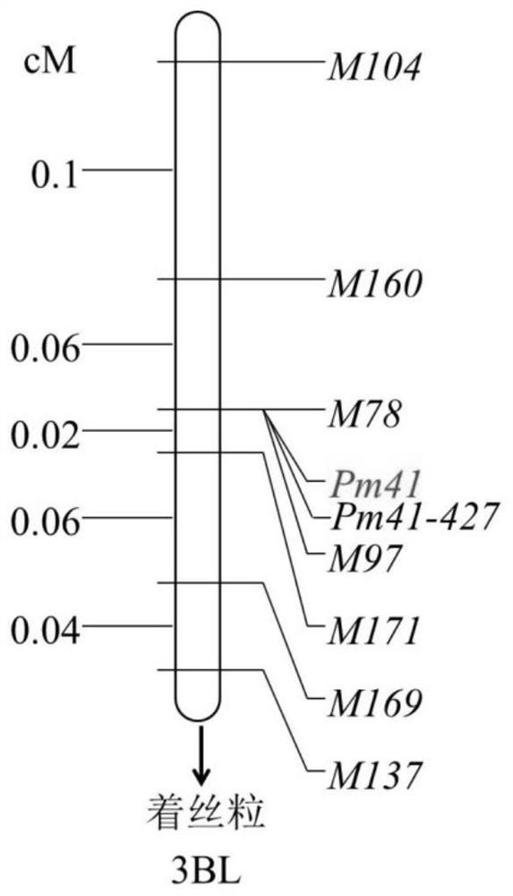 Functional molecular marker of triticum aestivum L. anti-blumeria graminis relevant gene Pm41, and application of functional molecular marker