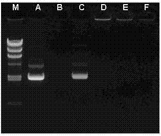 Tumor-targeting double-drug carrying and delivery system and preparation method thereof