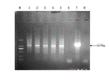 Plant RNA (Ribose Nucleic Acid) interference vector for inhibiting lignin from synthesizing, and construction method and application of plant RNA interference vector