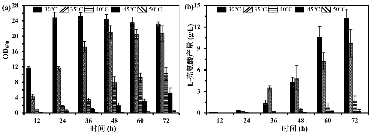 Method for producing L-leucine by efficiently utilizing starch