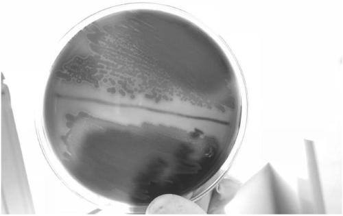 Sturgeon source Streptococcus dysgalactiae and application thereof