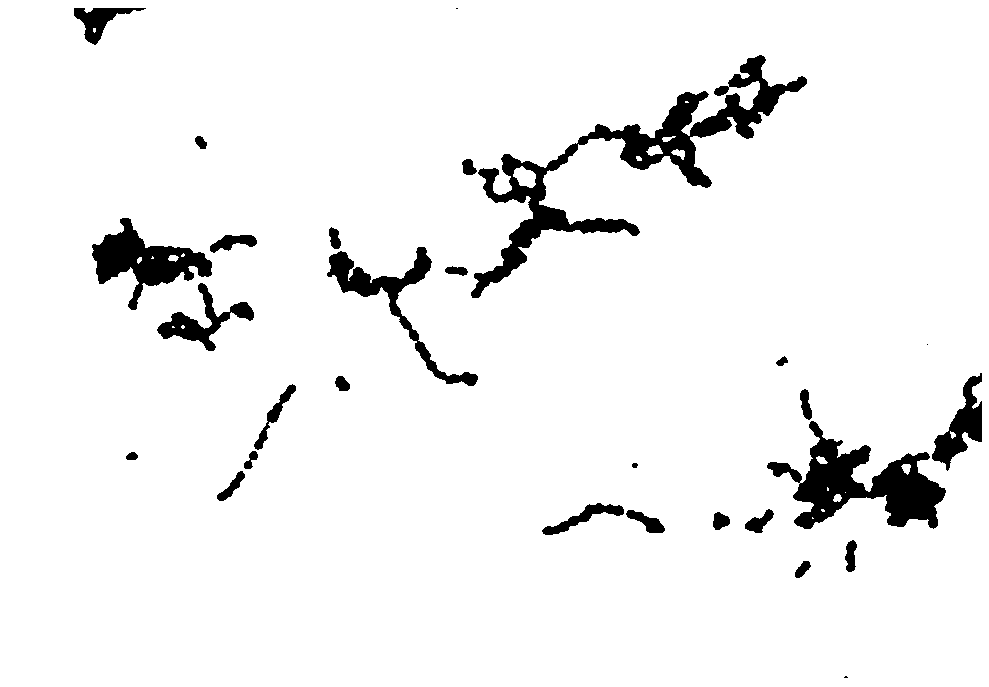 Sturgeon source Streptococcus dysgalactiae and application thereof