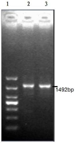 Sturgeon source Streptococcus dysgalactiae and application thereof