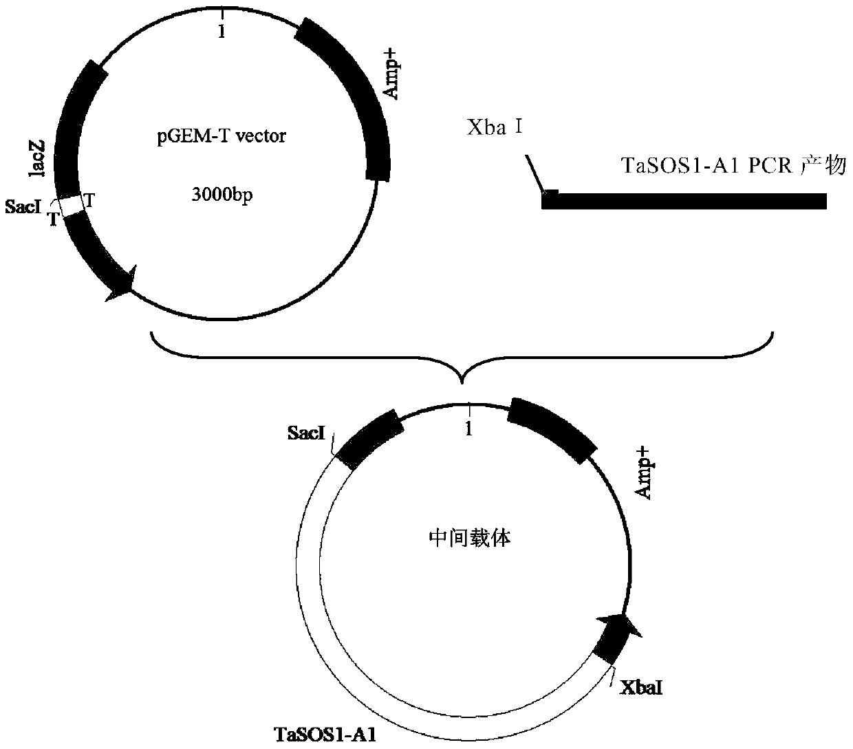 a na  <sup>+</sup> /h  <sup>+</sup> Retrotransporter gene and its application