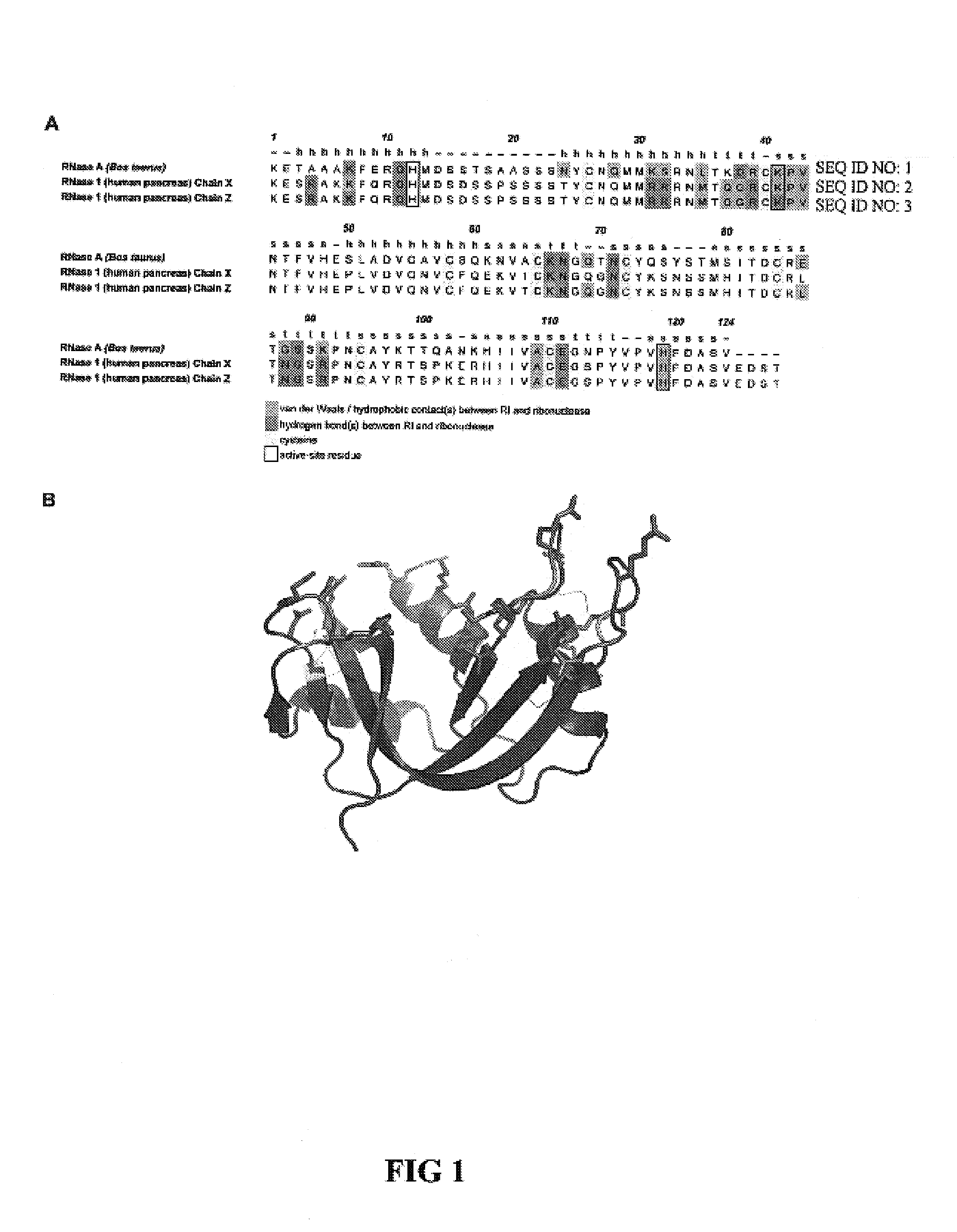 Cytotoxic ribonuclease variants