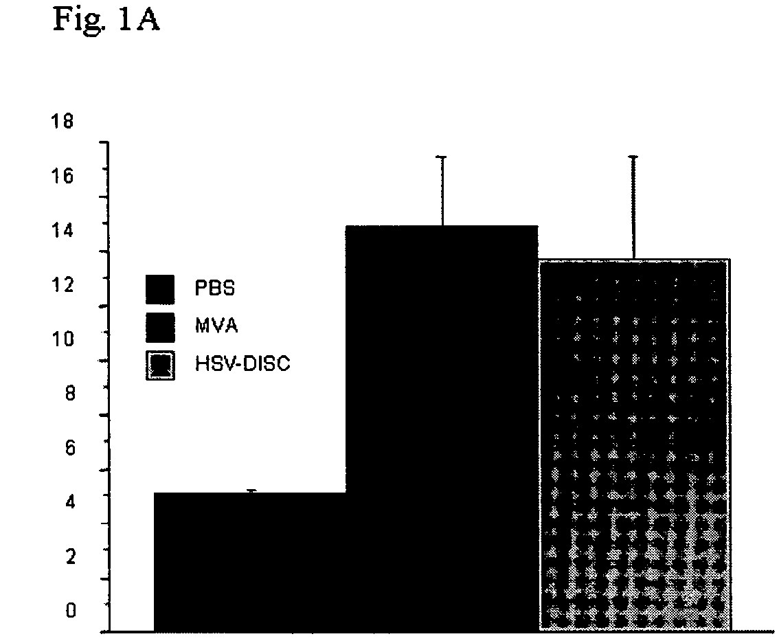 Modified vaccinia virus ankara for the vaccination of neonates