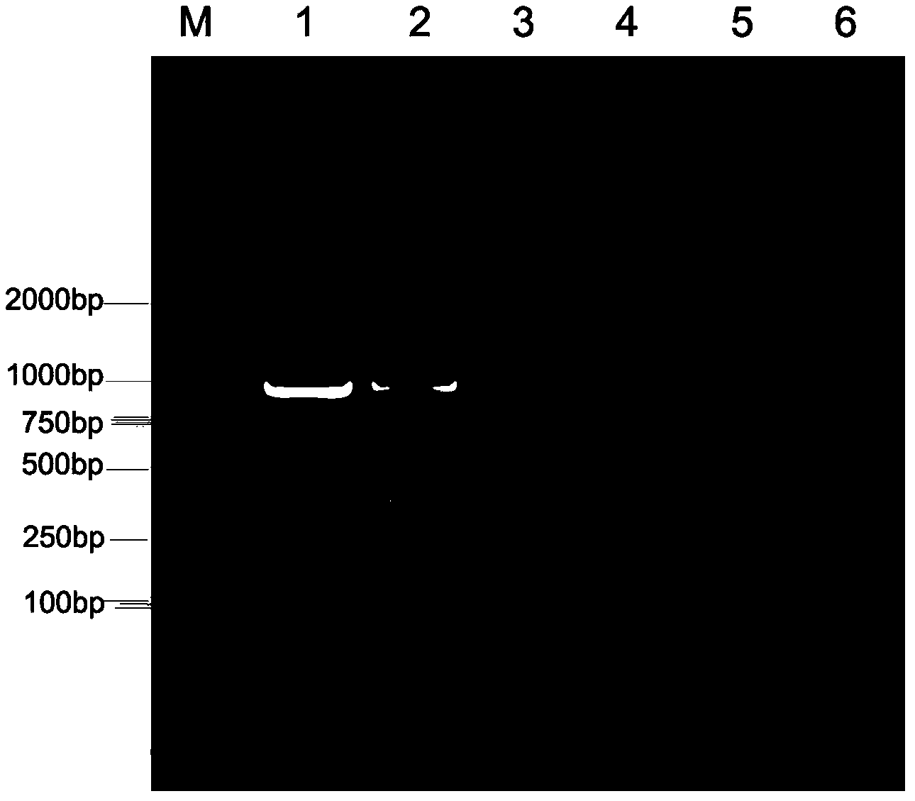 One-step dual RT-PCR detection kit of 1-type and 3-type duck hepatitis A virus, primer pairs and method thereof