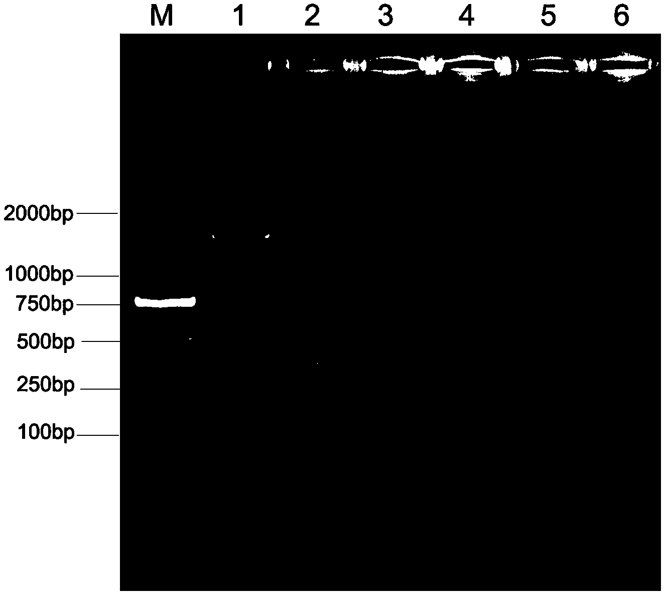 One-step dual RT-PCR detection kit of 1-type and 3-type duck hepatitis A virus, primer pairs and method thereof