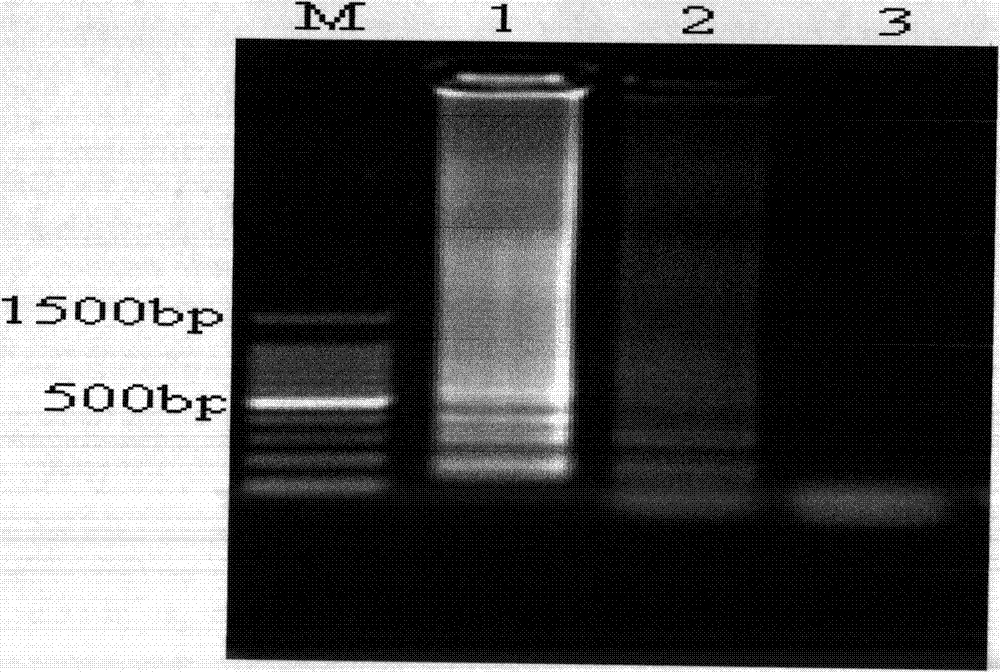 Chytrid LAMP rapid detection method and kit