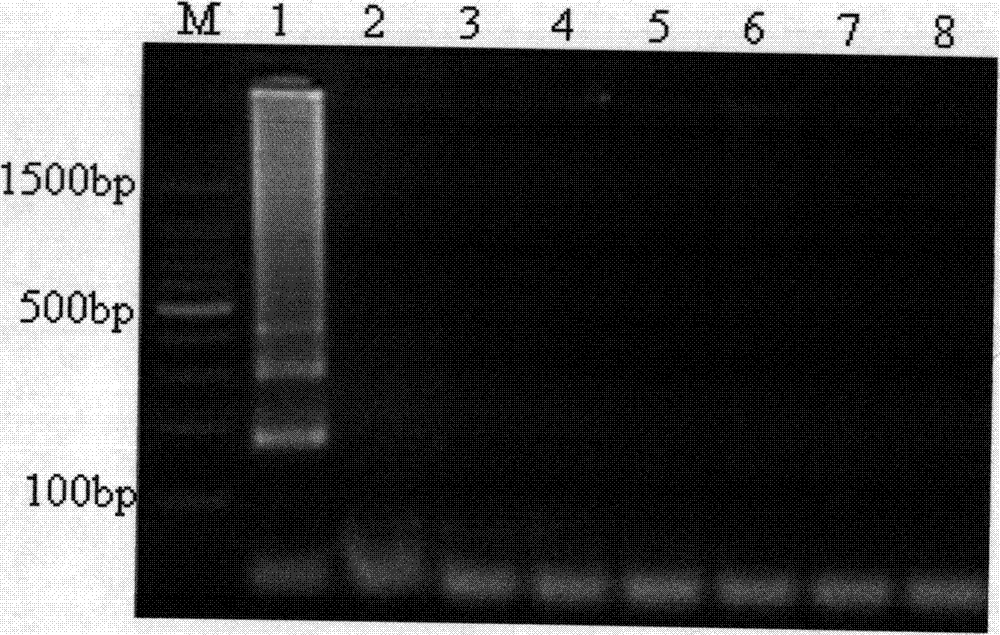 Chytrid LAMP rapid detection method and kit