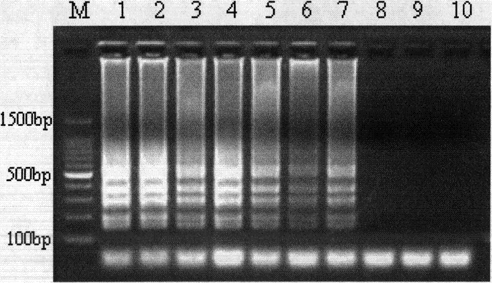 Chytrid LAMP rapid detection method and kit