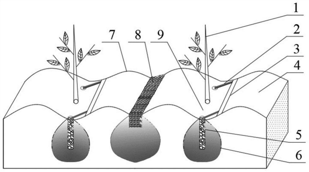 Jujube tree water-saving cultivation method