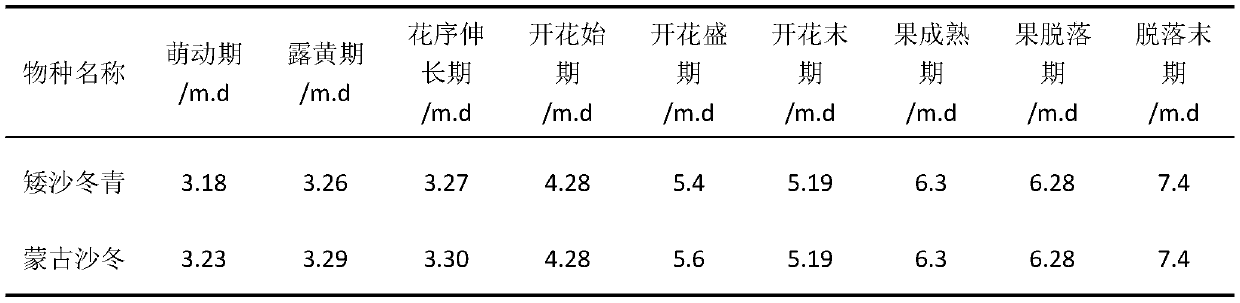 A kind of production method of ex situ protection dwarf holly seeds in desert area