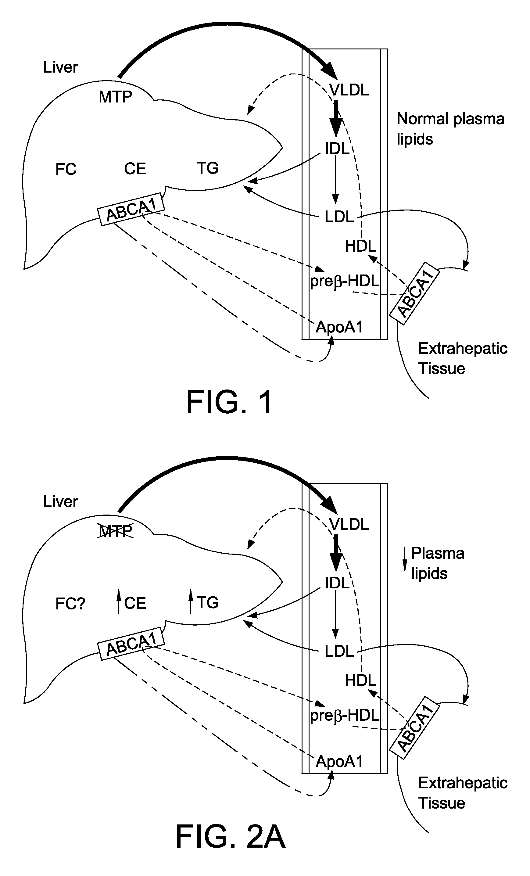 Medicaments and methods for lowering plasma lipid levels and screening drugs