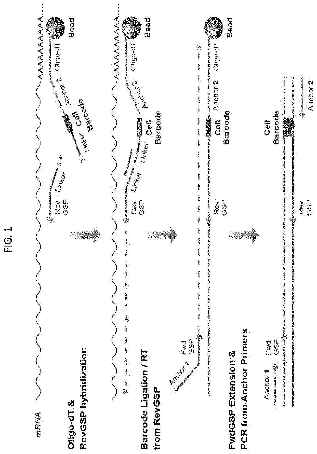 Multiplex preparation of barcoded gene specific DNA fragments