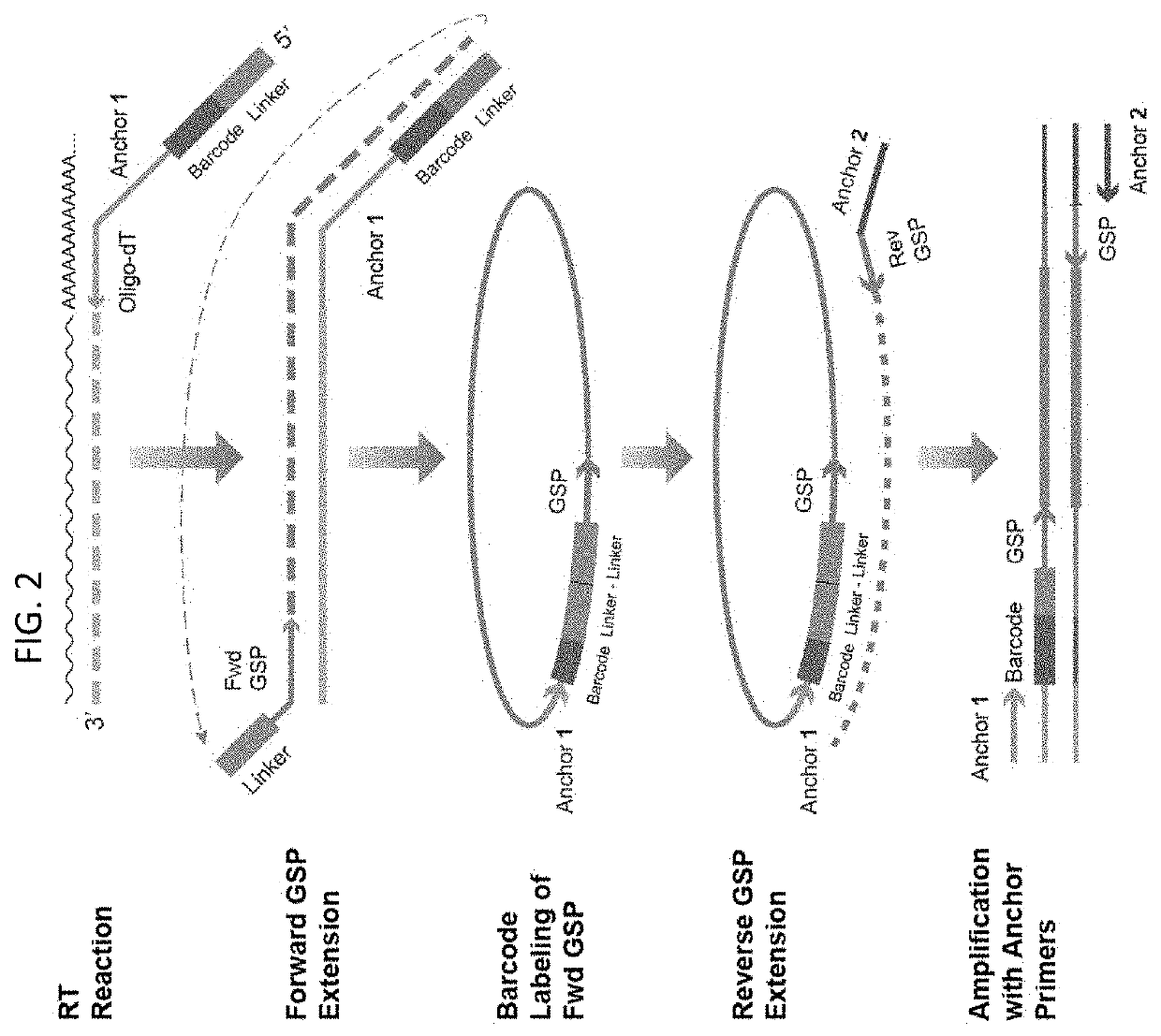 Multiplex preparation of barcoded gene specific DNA fragments