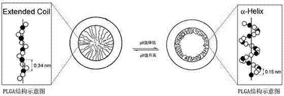 Preparation method of medicinal controlled-release coating having pH response on surface of titanium implant