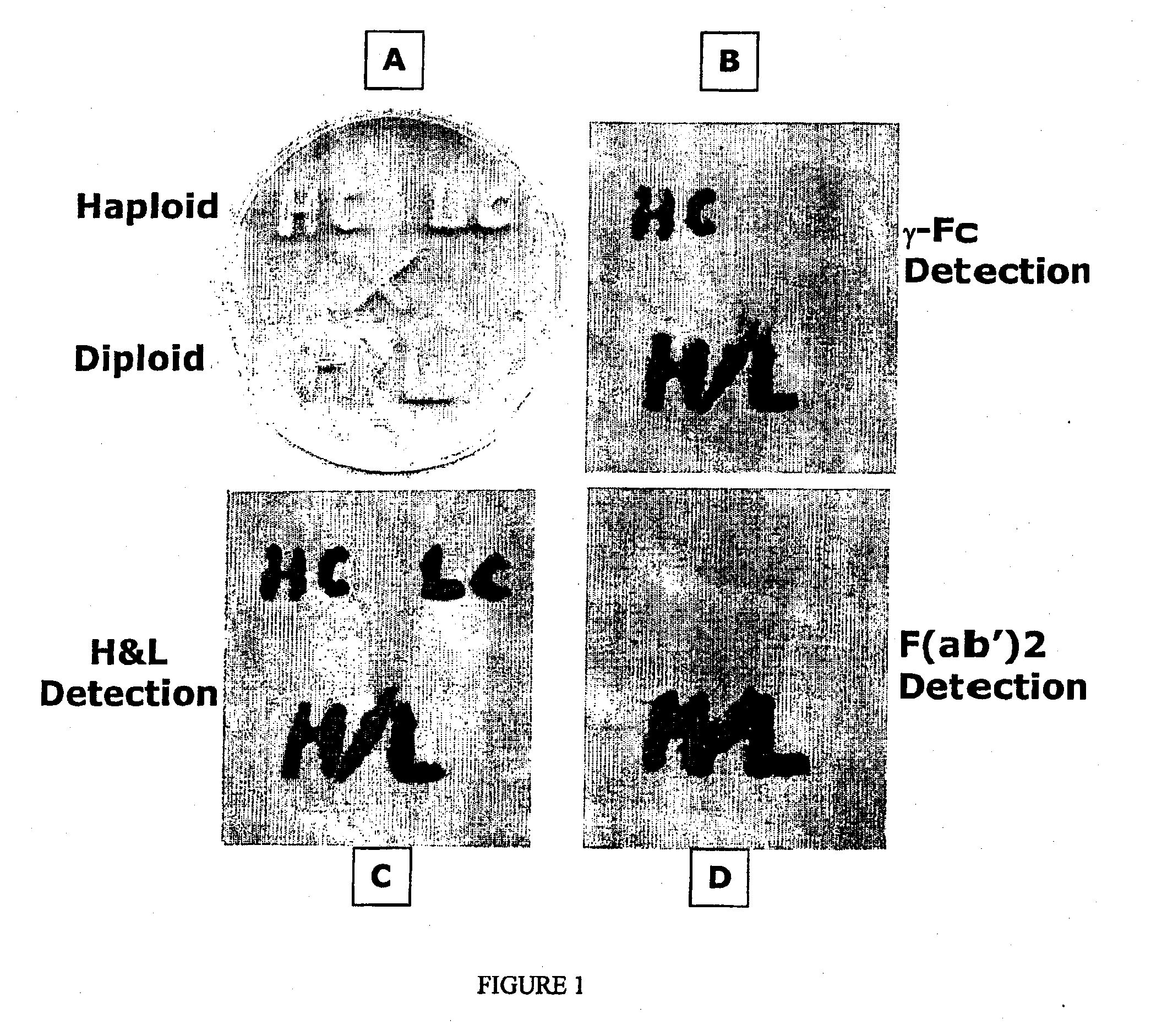 Novel p. pastoris pastoris promoters, and the use thereof to direct expression of proteins in yeast, preferably using a haploid mating strategy