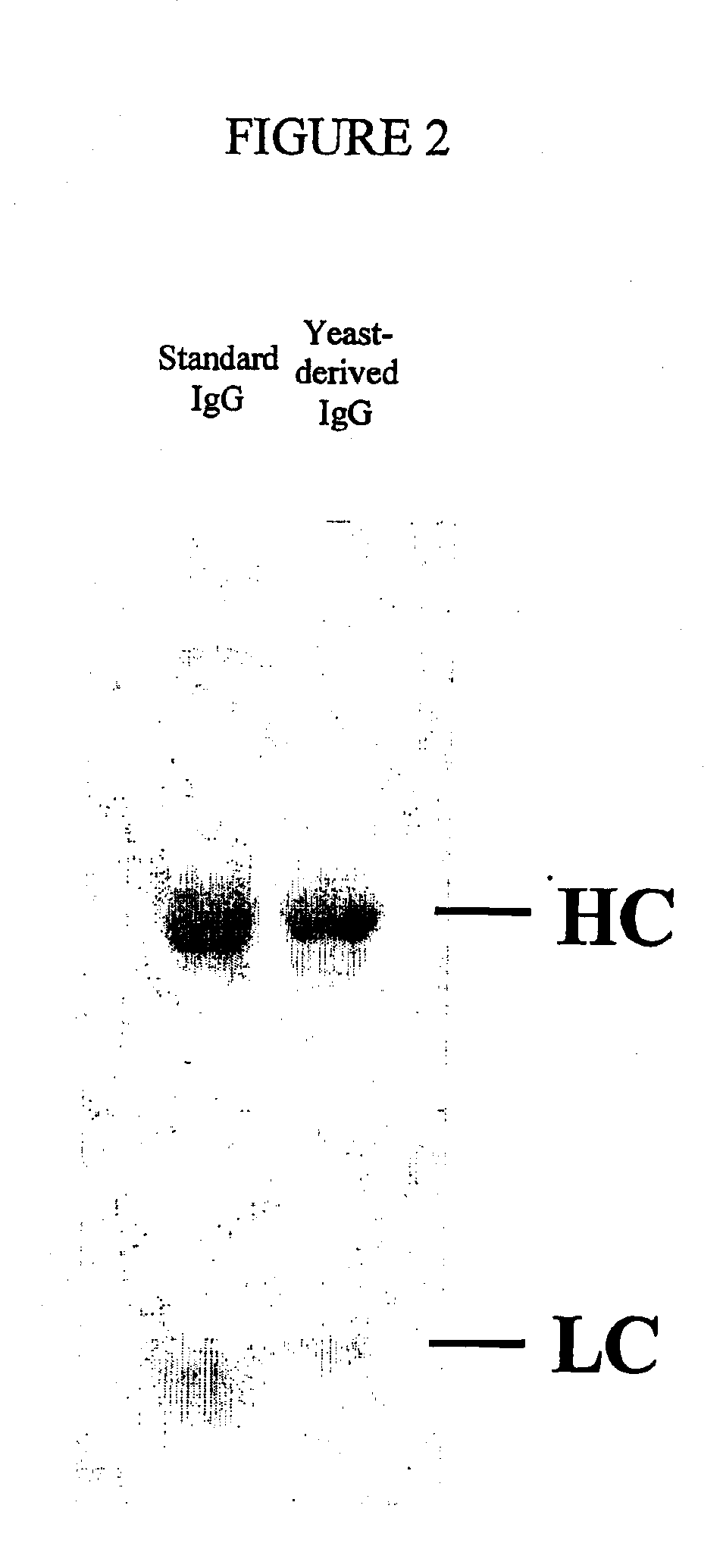 Novel p. pastoris pastoris promoters, and the use thereof to direct expression of proteins in yeast, preferably using a haploid mating strategy