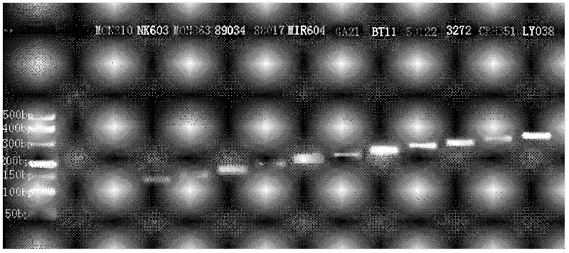 Multiplex ligation-dependent probe amplification (MLPA) long probe preparation method, transgene corn MLPA long probe and detection method