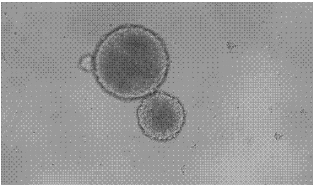 Adherent culture method of neural stem cells