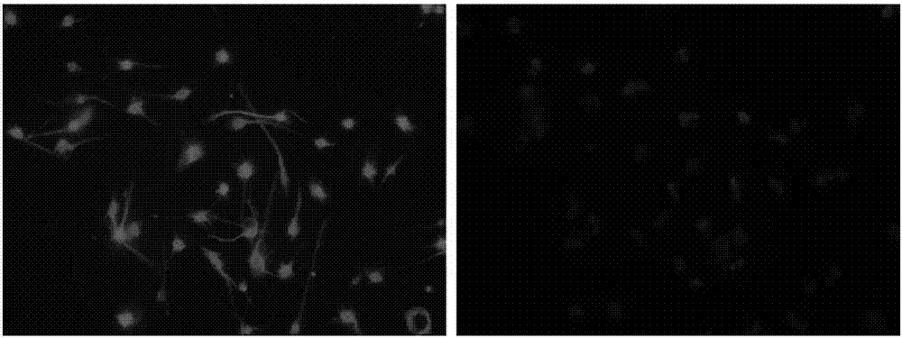 Adherent culture method of neural stem cells