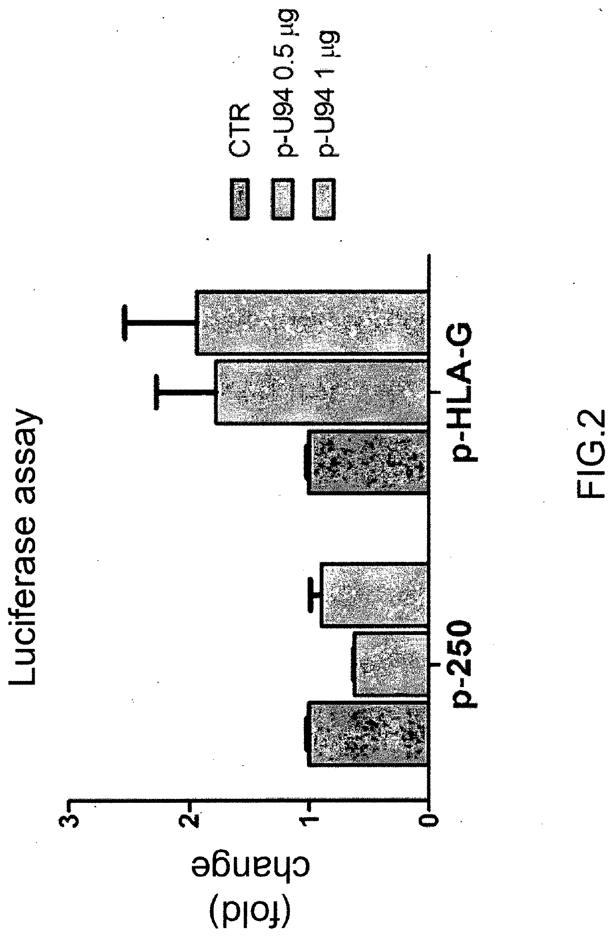 Use of the u94 molecule of human herpesvirus 6 and derivatives thereof to increase or induce the expression of the hla-g molecule