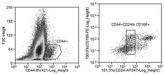 Separation culture method for pig intestinal stem cells