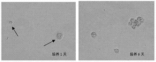 Separation culture method for pig intestinal stem cells