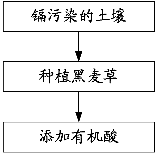 Phytoremediation method for soil with cadmium pollution