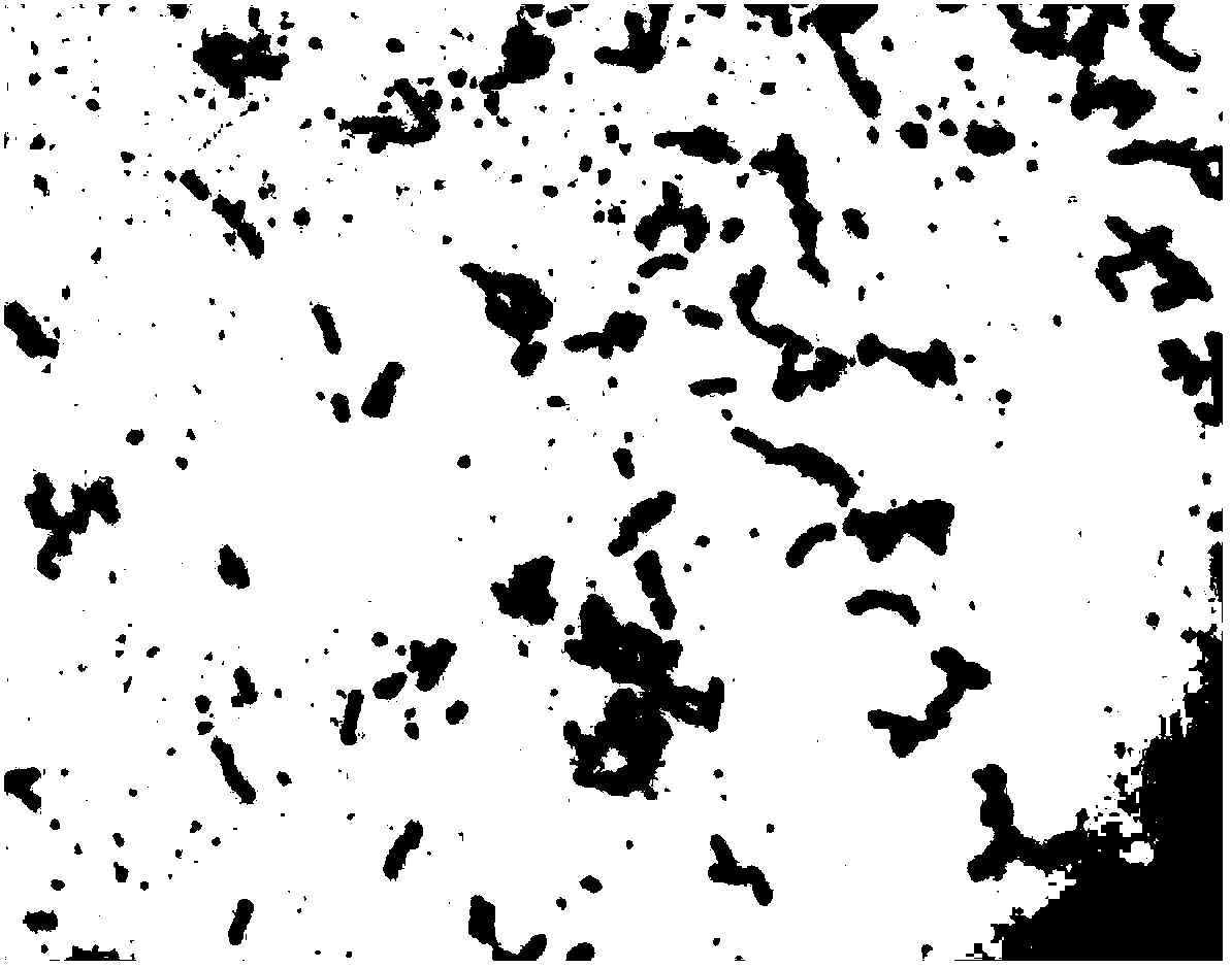 A strain of Lactobacillus plantarum zn-3 and its application