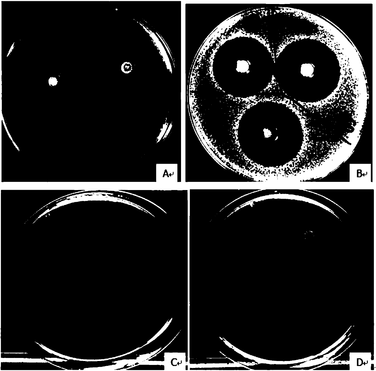 A strain of Lactobacillus plantarum zn-3 and its application