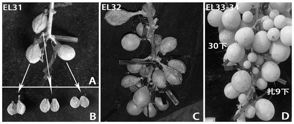 A method for constructing a genetic transformation system using non-isolated grape fruits