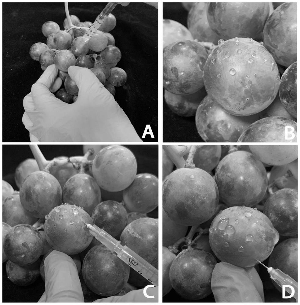 A method for constructing a genetic transformation system using non-isolated grape fruits