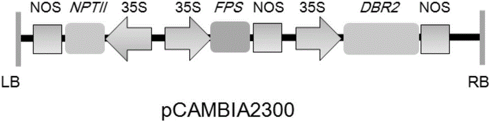 Method for increasing artemisinin content with FPS (fanesyl pyrophosphate synthase) and DBR2 (artemisinic aldehyde Delta11(13) reductase) genes for co-transformation and prepared artemisinin