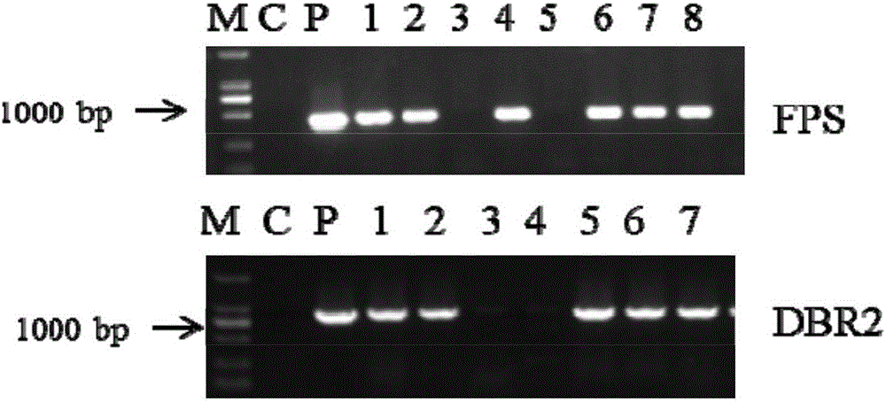 Method for increasing artemisinin content with FPS (fanesyl pyrophosphate synthase) and DBR2 (artemisinic aldehyde Delta11(13) reductase) genes for co-transformation and prepared artemisinin