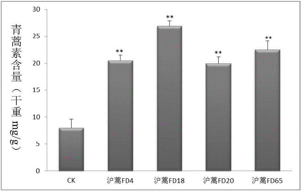 Method for increasing artemisinin content with FPS (fanesyl pyrophosphate synthase) and DBR2 (artemisinic aldehyde Delta11(13) reductase) genes for co-transformation and prepared artemisinin