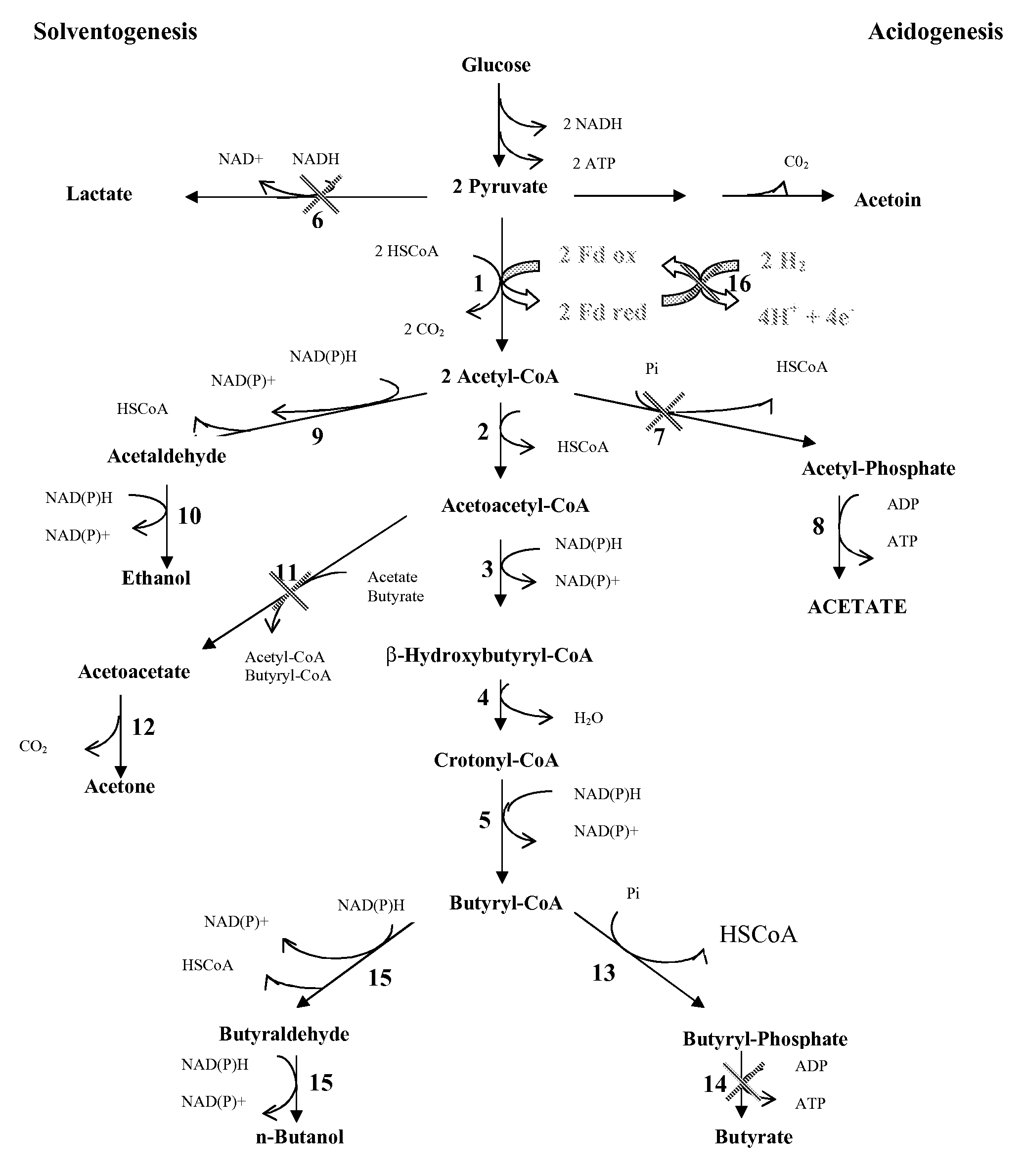 PROCESS FOR THE BIOLOGICAL PRODUCTION OF n-BUTANOL WITH HIGH YIELD