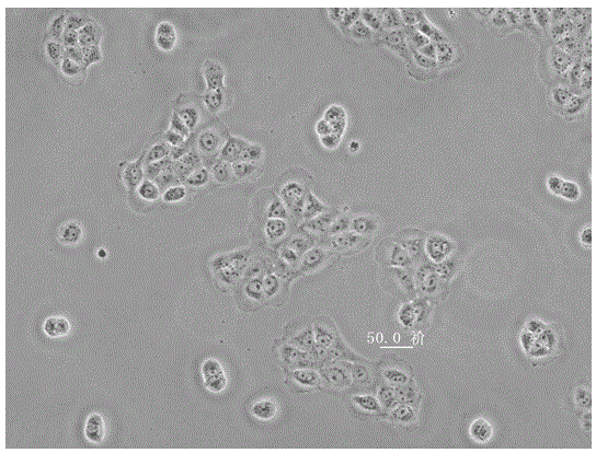 Cell-culture micro-fluidic chip with self-antibacterial function