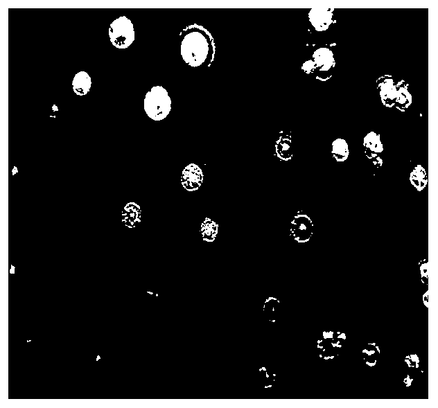 Pseudomonas stutzeri with aerobic denitrification function and use thereof