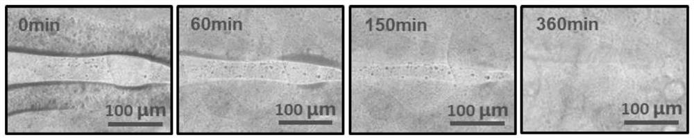 A shear force-responsive supramolecular biomimetic articular cartilage material with dynamic lubrication and self-healing ability and preparation method thereof