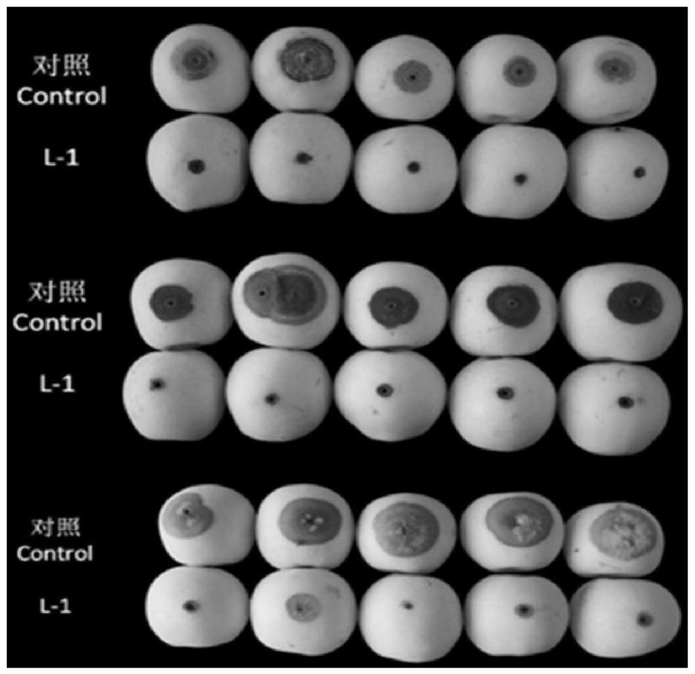 Bacillus amyloliquefaciens l-1 against pear fruit diseases and its application