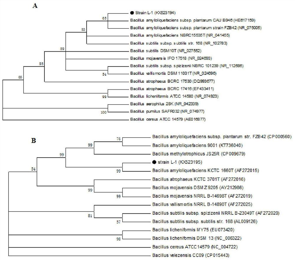 Bacillus amyloliquefaciens l-1 against pear fruit diseases and its application