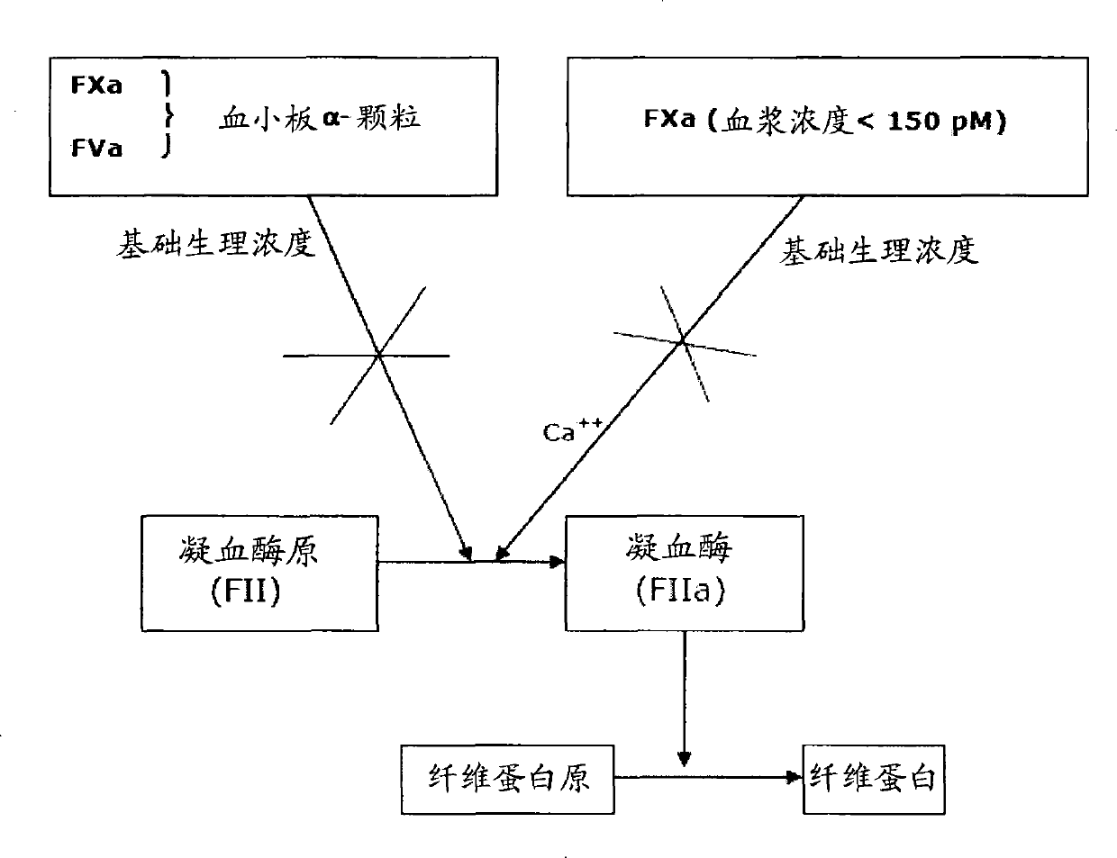 Activated factor X(FXa) stimulants as new antihemorrhagic agents for topical use