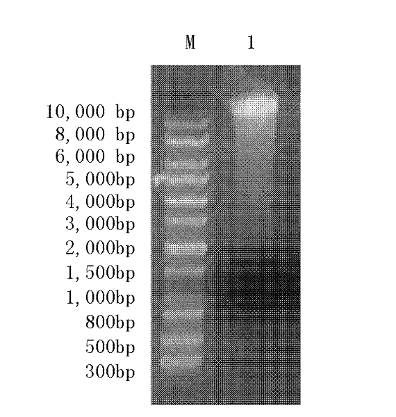 Method for constructing chroogomphis rutillus fruiting body surrounding soil fungus community internet testing services (ITS) library