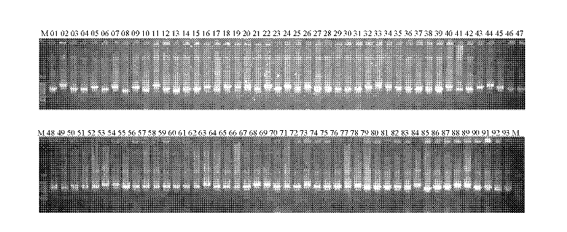 Method for constructing chroogomphis rutillus fruiting body surrounding soil fungus community internet testing services (ITS) library