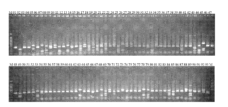 Method for constructing chroogomphis rutillus fruiting body surrounding soil fungus community internet testing services (ITS) library