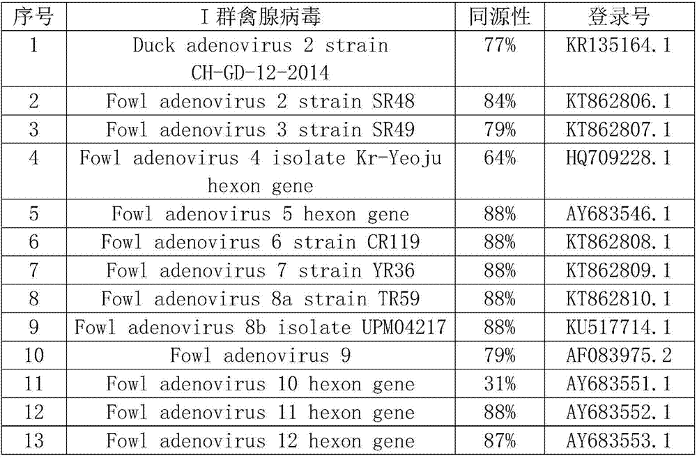 Egg yolk antibody of type-2 duck adenovirus infection and preparation method