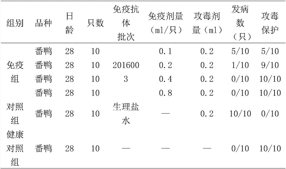 Egg yolk antibody of type-2 duck adenovirus infection and preparation method