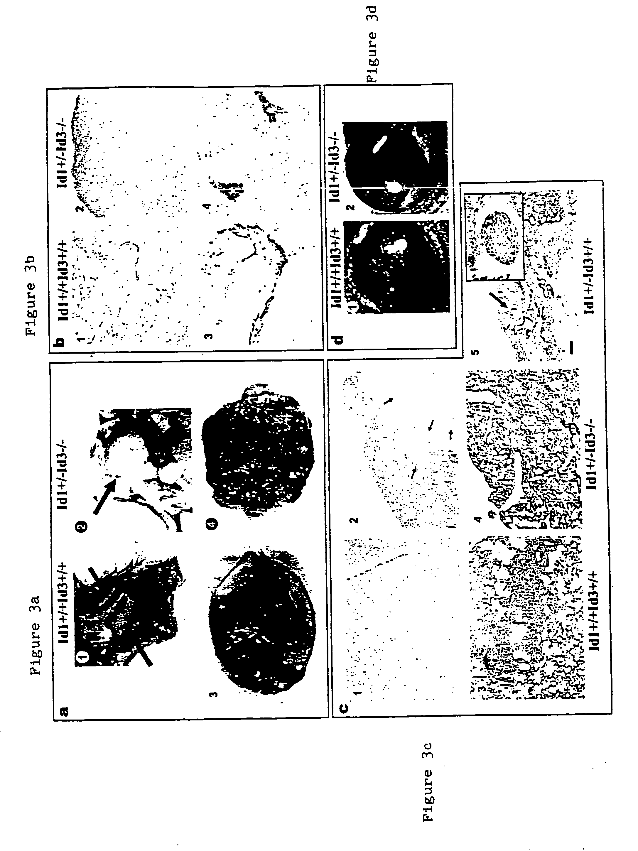 Inhibitor of differentiation knockout mammals and methods of use thereof